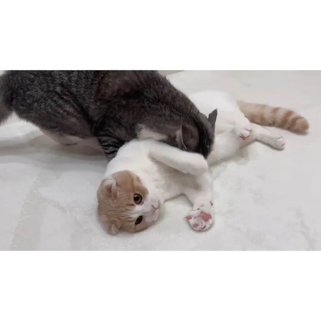 もちまるさんのインスタグラム写真 - (もちまるInstagram)「カーペットに爪が引っかかって動けなくなっちゃった子猫がこうなってました…」11月23日 18時00分 - catmotimaru