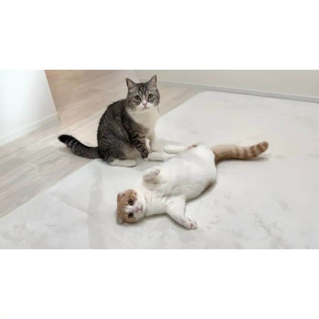もちまるのインスタグラム：「カーペットに爪が引っかかって動けなくなっちゃった子猫がこうなってました…」