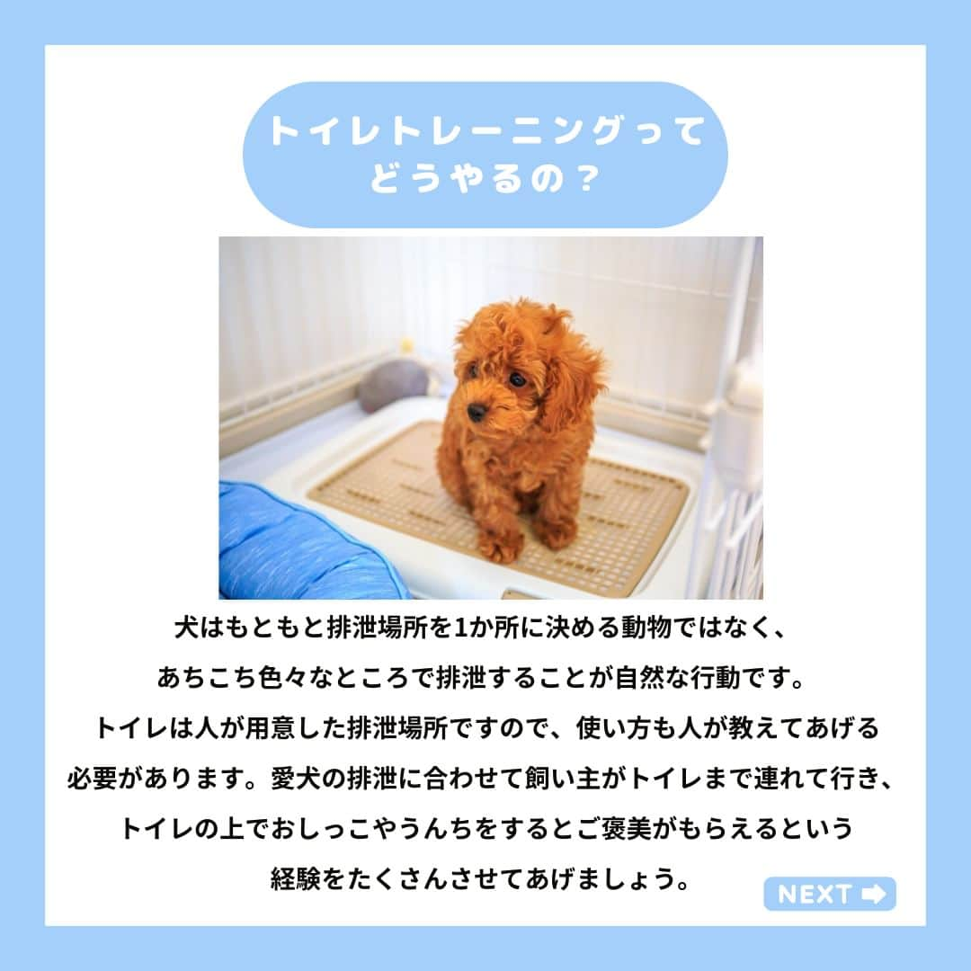 PET'S ALL RIGHT 【公式】さんのインスタグラム写真 - (PET'S ALL RIGHT 【公式】Instagram)「@pets_all_right👈他の投稿はこちらから！  ＜トイレトレーニングってどうやるの？＞  犬はもともと排泄場所を1か所に決める動物ではなく、あちこち色々なところで排泄することが自然な行動です。  トイレは人が用意した排泄場所ですので、使い方も人が教えてあげる必要があります。愛犬の排泄に合わせて飼い主がトイレまで連れて行き、トイレの上でおしっこやうんちをするとご褒美がもらえるという経験をたくさんさせてあげましょう。  ---  💎自己紹介  ⭐️ペットとの生活における豆知識 ⭐️私、僕たちのわんちゃんねこちゃん ⭐️獣医師、トレーナーによるアドバイス  などをご紹介しています  「この情報役に立つ！」 「私・僕たちのわんちゃんねこちゃんを紹介してほしい！」  と思ったそこのあなた！！  いいね・コメント・保存・フォローお待ちしております🔥  他にもいろいろ役立つ情報やかわいいわんちゃんねこちゃんを ご紹介しているので、プロフィールからチェックしてみてね！！  @pets_all_right  姉妹アカウントWan!Passでは ワンちゃんとのお出かけ・旅行情報を発信中🚗³₃ @wanpass2022  ---  #ペッツオーライ #わんこ部 #犬好きさんと繋がりたい #子犬のしつけ #子犬のいる暮らし #わんこのいる暮らし #犬しつけ #犬しつけ相談 #いぬのしつけ #いぬだいすき部 #犬🐶🐾 #わんちゃんだいすき」11月23日 18時00分 - pets_all_right