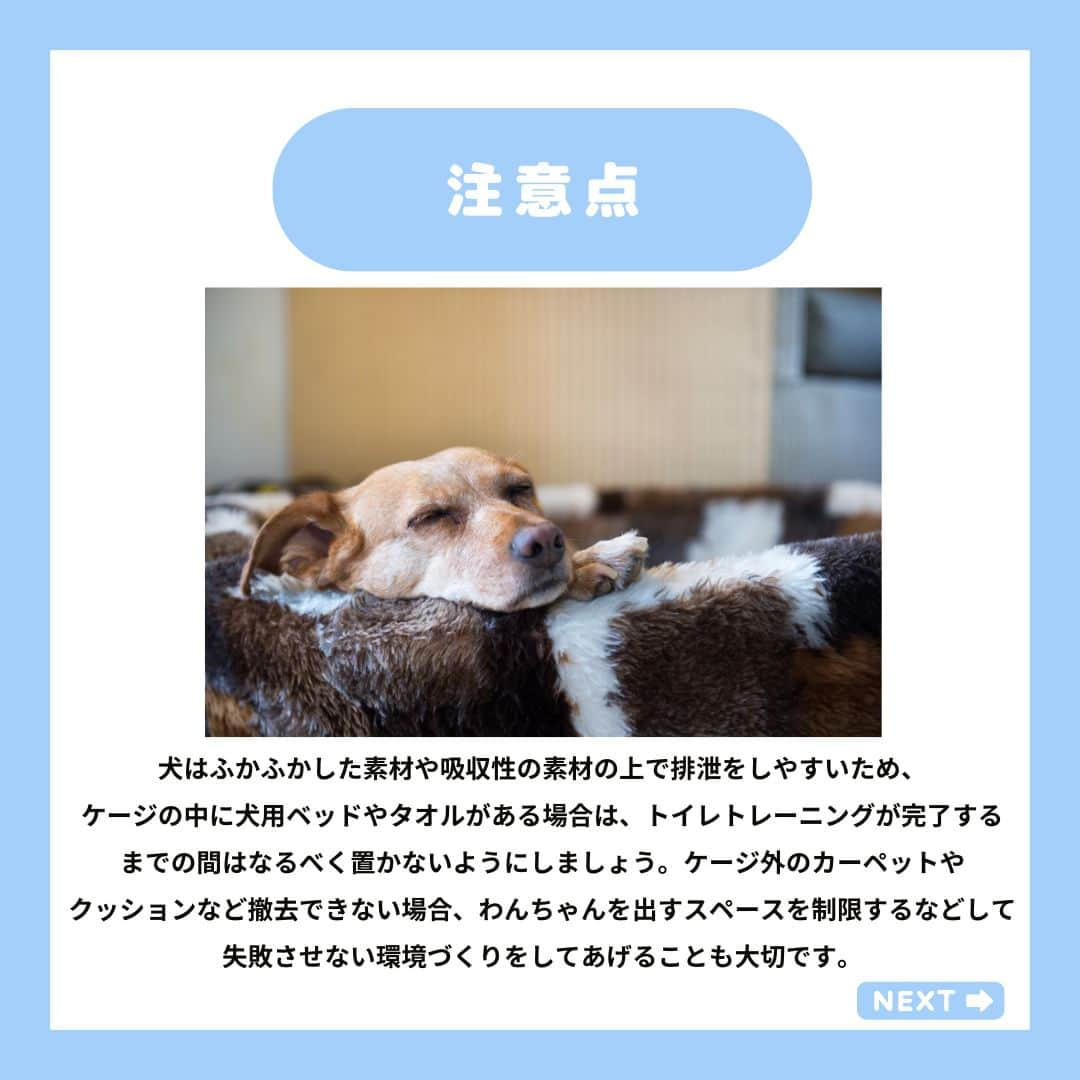 PET'S ALL RIGHT 【公式】さんのインスタグラム写真 - (PET'S ALL RIGHT 【公式】Instagram)「@pets_all_right👈他の投稿はこちらから！  ＜トイレトレーニングってどうやるの？＞  犬はもともと排泄場所を1か所に決める動物ではなく、あちこち色々なところで排泄することが自然な行動です。  トイレは人が用意した排泄場所ですので、使い方も人が教えてあげる必要があります。愛犬の排泄に合わせて飼い主がトイレまで連れて行き、トイレの上でおしっこやうんちをするとご褒美がもらえるという経験をたくさんさせてあげましょう。  ---  💎自己紹介  ⭐️ペットとの生活における豆知識 ⭐️私、僕たちのわんちゃんねこちゃん ⭐️獣医師、トレーナーによるアドバイス  などをご紹介しています  「この情報役に立つ！」 「私・僕たちのわんちゃんねこちゃんを紹介してほしい！」  と思ったそこのあなた！！  いいね・コメント・保存・フォローお待ちしております🔥  他にもいろいろ役立つ情報やかわいいわんちゃんねこちゃんを ご紹介しているので、プロフィールからチェックしてみてね！！  @pets_all_right  姉妹アカウントWan!Passでは ワンちゃんとのお出かけ・旅行情報を発信中🚗³₃ @wanpass2022  ---  #ペッツオーライ #わんこ部 #犬好きさんと繋がりたい #子犬のしつけ #子犬のいる暮らし #わんこのいる暮らし #犬しつけ #犬しつけ相談 #いぬのしつけ #いぬだいすき部 #犬🐶🐾 #わんちゃんだいすき」11月23日 18時00分 - pets_all_right