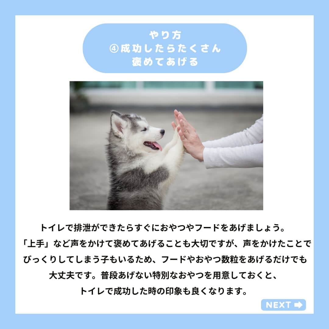 PET'S ALL RIGHT 【公式】さんのインスタグラム写真 - (PET'S ALL RIGHT 【公式】Instagram)「@pets_all_right👈他の投稿はこちらから！  ＜トイレトレーニングってどうやるの？＞  犬はもともと排泄場所を1か所に決める動物ではなく、あちこち色々なところで排泄することが自然な行動です。  トイレは人が用意した排泄場所ですので、使い方も人が教えてあげる必要があります。愛犬の排泄に合わせて飼い主がトイレまで連れて行き、トイレの上でおしっこやうんちをするとご褒美がもらえるという経験をたくさんさせてあげましょう。  ---  💎自己紹介  ⭐️ペットとの生活における豆知識 ⭐️私、僕たちのわんちゃんねこちゃん ⭐️獣医師、トレーナーによるアドバイス  などをご紹介しています  「この情報役に立つ！」 「私・僕たちのわんちゃんねこちゃんを紹介してほしい！」  と思ったそこのあなた！！  いいね・コメント・保存・フォローお待ちしております🔥  他にもいろいろ役立つ情報やかわいいわんちゃんねこちゃんを ご紹介しているので、プロフィールからチェックしてみてね！！  @pets_all_right  姉妹アカウントWan!Passでは ワンちゃんとのお出かけ・旅行情報を発信中🚗³₃ @wanpass2022  ---  #ペッツオーライ #わんこ部 #犬好きさんと繋がりたい #子犬のしつけ #子犬のいる暮らし #わんこのいる暮らし #犬しつけ #犬しつけ相談 #いぬのしつけ #いぬだいすき部 #犬🐶🐾 #わんちゃんだいすき」11月23日 18時00分 - pets_all_right