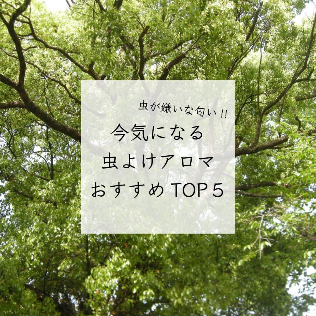 生活の木 Tree of life 【公式Instagram】のインスタグラム：「【虫が嫌いな匂い】 今気になる虫よけアロマおすすめTOP5！  この時期でもまだまだよく聞く虫の話題🥺 今日は虫が嫌うといわれているアロマをご紹介します！  ●1位 クスノキ（樟脳） 別名"樟脳"という名前で 古くから虫よけに使われてきた植物。 ベッドやソファ、クローゼットなど さまざまな場所におすすめ。  ●2位 ハッカ（薄荷） ハッカも古くから虫よけとして 親しまれてきました。 スーッと鼻に抜ける爽快感のある香りで、 ほんのり甘さも感じられるやさしさがあります。 玄関やソファ、クローゼットなどにおすすめ。  ●3位 シトロネラ 東南アジアなどに生息するハーブ。 力強いグリーン調に、レモンなどの柑橘も 感じさせるレモングラスにも似た香り。 玄関やアウトドアでの使用がおすすめ。  ●4位 クローブ 料理などでも使われるスパイス"クローブ"。 その独特な風味が虫が嫌う匂いのようです。 温かみのあるスパイシーさと甘さを感じる香りです。 ベッドやソファ、クローゼットやキッチンなど 様々な場所でおすすめ。  ●5位 パチュリ 香水の素材としてよく使われる香りですが 実は虫よけとしても古くから使われてきました。 パチュリの香りは、墨汁のような深みのある香りです。 落ち着いた香りなので、ソファやベッドなどで楽しむのがおすすめです。  皆さんぜひチェックしてみてください😊🌿   #生活の木 #虫よけ #虫よけアロマ #虫除け #虫が嫌う #アロマ #アロマオイル #アロマテラピー #精油」