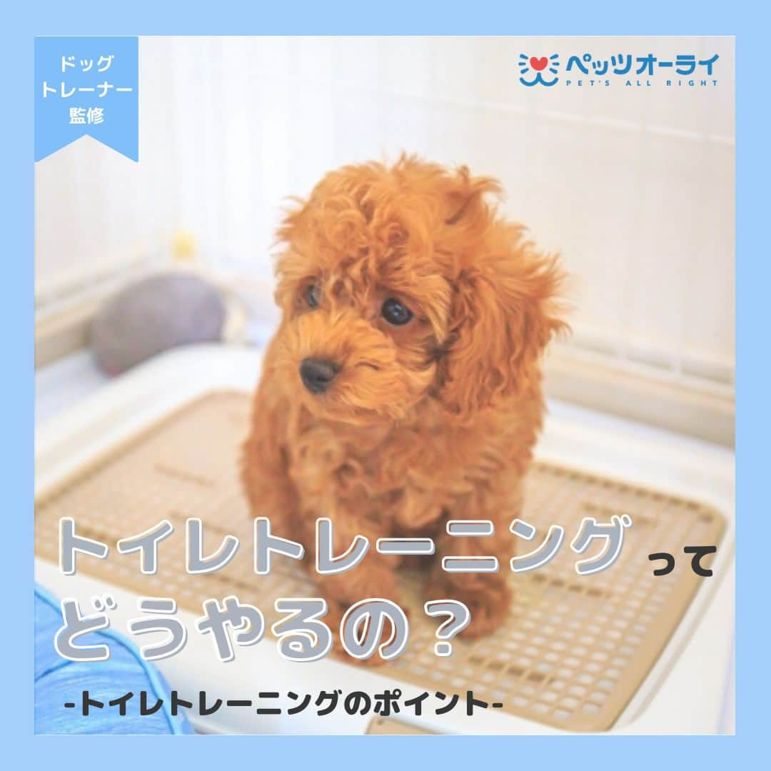 PET'S ALL RIGHT 【公式】のインスタグラム：「@pets_all_right👈他の投稿はこちらから！  ＜トイレトレーニングってどうやるの？＞  犬はもともと排泄場所を1か所に決める動物ではなく、あちこち色々なところで排泄することが自然な行動です。  トイレは人が用意した排泄場所ですので、使い方も人が教えてあげる必要があります。愛犬の排泄に合わせて飼い主がトイレまで連れて行き、トイレの上でおしっこやうんちをするとご褒美がもらえるという経験をたくさんさせてあげましょう。  ---  💎自己紹介  ⭐️ペットとの生活における豆知識 ⭐️私、僕たちのわんちゃんねこちゃん ⭐️獣医師、トレーナーによるアドバイス  などをご紹介しています  「この情報役に立つ！」 「私・僕たちのわんちゃんねこちゃんを紹介してほしい！」  と思ったそこのあなた！！  いいね・コメント・保存・フォローお待ちしております🔥  他にもいろいろ役立つ情報やかわいいわんちゃんねこちゃんを ご紹介しているので、プロフィールからチェックしてみてね！！  @pets_all_right  姉妹アカウントWan!Passでは ワンちゃんとのお出かけ・旅行情報を発信中🚗³₃ @wanpass2022  ---  #ペッツオーライ #わんこ部 #犬好きさんと繋がりたい #子犬のしつけ #子犬のいる暮らし #わんこのいる暮らし #犬しつけ #犬しつけ相談 #いぬのしつけ #いぬだいすき部 #犬🐶🐾 #わんちゃんだいすき」