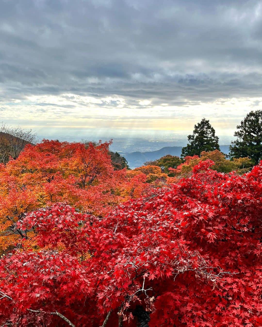 杉原凜のインスタグラム：「今朝は神奈川県伊勢原市にある大山阿夫利神社から、今が見頃の紅葉を生中継🍁 真っ赤だったり赤オレンジ黄色のグラデーションだったり息をのむ美しさでした〜  現場に着いてから綺麗な朝焼けと日の出も見られて、なんだか得をした気分になりました☀️  #ZIP! #NOWニッポン #30 #紅葉 #大山阿夫利神社」