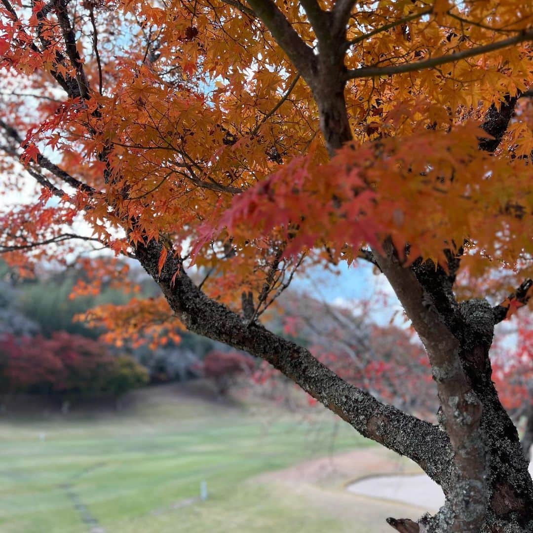 chiiika124さんのインスタグラム写真 - (chiiika124Instagram)「⛳️🍁 紅葉もみれたし レッスンの成果出たスコアで 満足満足🙌  #ゴルフ女子  #ゴルフウェア  #ゴルフ初心者  #韓国ゴルフウェア #ゴルフコーデ」11月23日 18時12分 - chiika26