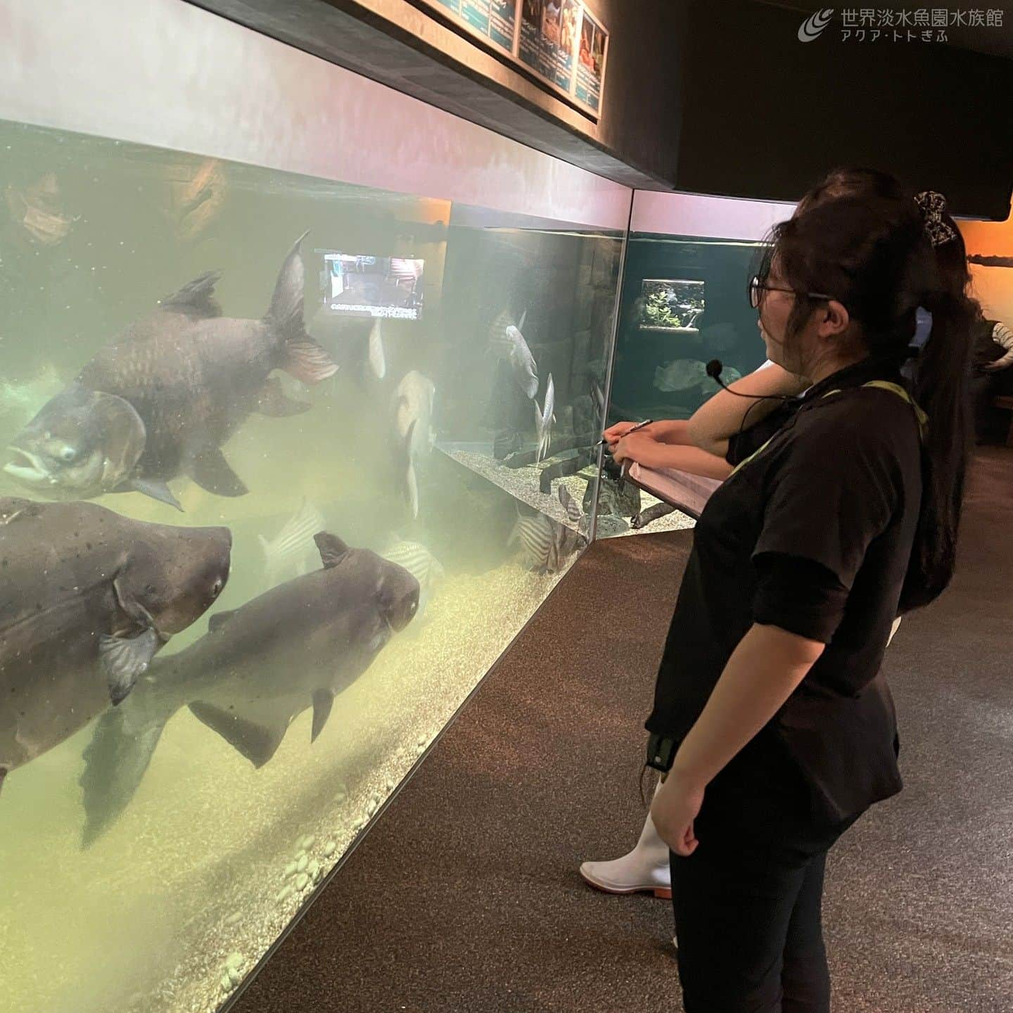 世界淡水魚園水族館 アクア・トト ぎふさんのインスタグラム写真 - (世界淡水魚園水族館 アクア・トト ぎふInstagram)「今日は勤労感謝の日でしたね。 当館では小学生と中学生それぞれ1名の方に水族館のお仕事を体験していただきました。 今日の体験がお二人の思い出に残るものになっていれば嬉しいです。 #アクアトト #水族館 #aquarium #特別企画 #勤労感謝の日 #オアシスパーク #河川環境楽園」11月23日 18時24分 - aquatotto_gifu