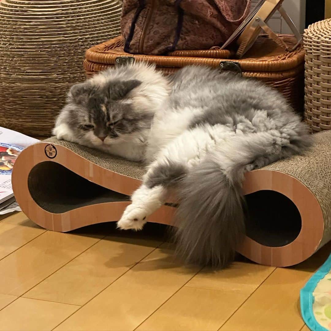 中川剛のインスタグラム：「#ねんねのおもち」
