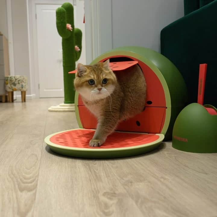 Hosicoのインスタグラム：「Welcome to the whimsical Watermelon Kitty Kove Litter Box! And don’t spy on me doing anything there! @vetreska_official 🍉 Dive into the refreshing world of this spacious, cove-shaped litter box that not only delights the eyes but also tackles unwanted odors. The easy-to-use drawer design allows for hassle-free cleaning, while the push-to-open door offers your cat a private oasis.  Let your cat enjoy their own slice of paradise with the VETRESKA Watermelon Kitty Kove Litter Box!   Link in bio @hosico_cat or @vetreska_official #vetreska #litterbox #catlitter https://vetreskanyc.com/collections/cat-poop/products/watermelon-kitty-kove」