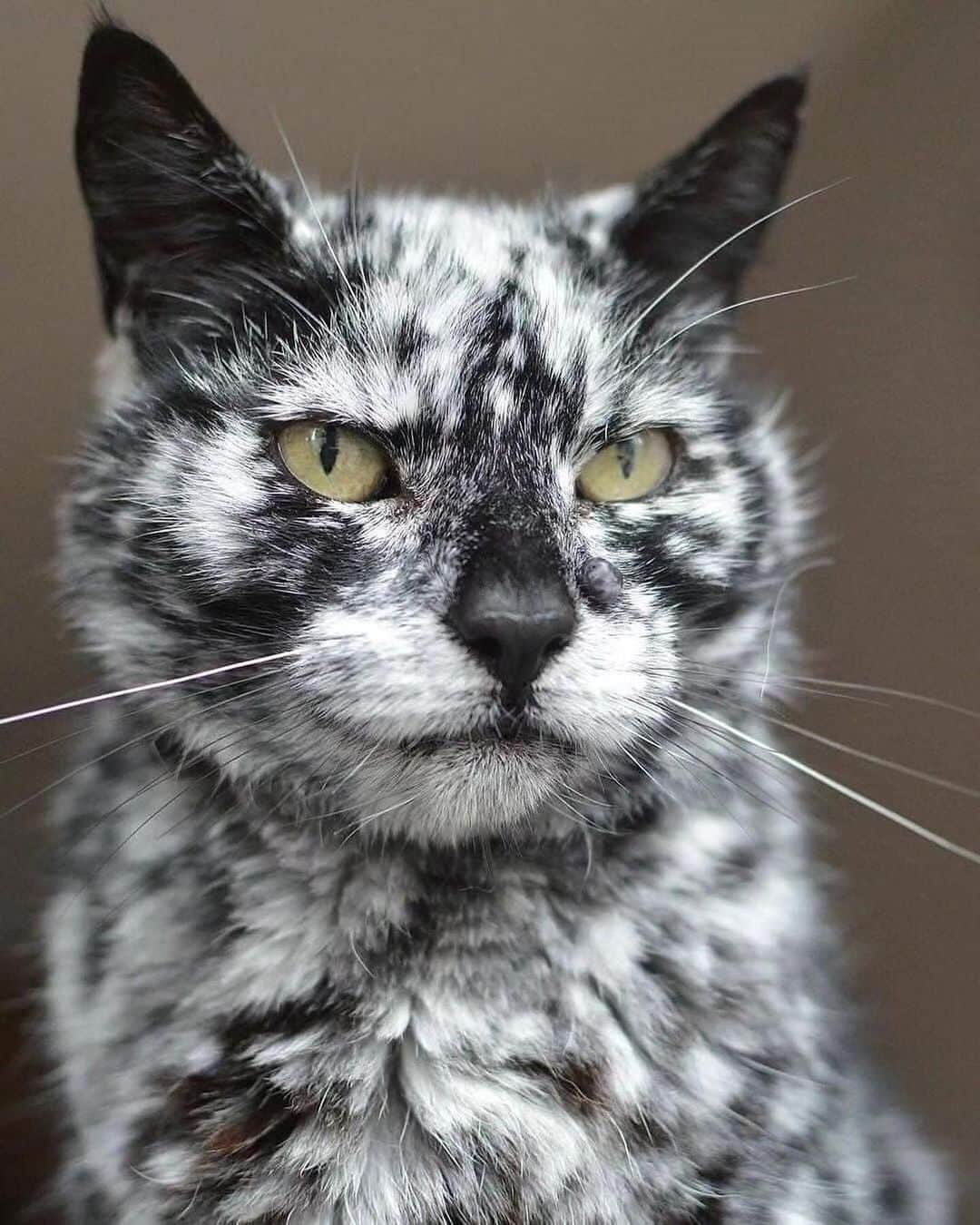 Cute Pets Dogs Catsのインスタグラム：「McFlurry Cat  Credit: adorable @seniorscrappy  ** For all crediting issues and removals pls 𝐄𝐦𝐚𝐢𝐥 𝐮𝐬 ☺️  𝐍𝐨𝐭𝐞: we don’t own this video/pics, all rights go to their respective owners. If owner is not provided, tagged (meaning we couldn’t find who is the owner), 𝐩𝐥𝐬 𝐄𝐦𝐚𝐢𝐥 𝐮𝐬 with 𝐬𝐮𝐛𝐣𝐞𝐜𝐭 “𝐂𝐫𝐞𝐝𝐢𝐭 𝐈𝐬𝐬𝐮𝐞𝐬” and 𝐨𝐰𝐧𝐞𝐫 𝐰𝐢𝐥𝐥 𝐛𝐞 𝐭𝐚𝐠𝐠𝐞𝐝 𝐬𝐡𝐨𝐫𝐭𝐥𝐲 𝐚𝐟𝐭𝐞𝐫.  We have been building this community for over 6 years, but 𝐞𝐯𝐞𝐫𝐲 𝐫𝐞𝐩𝐨𝐫𝐭 𝐜𝐨𝐮𝐥𝐝 𝐠𝐞𝐭 𝐨𝐮𝐫 𝐩𝐚𝐠𝐞 𝐝𝐞𝐥𝐞𝐭𝐞𝐝, pls email us first. **」
