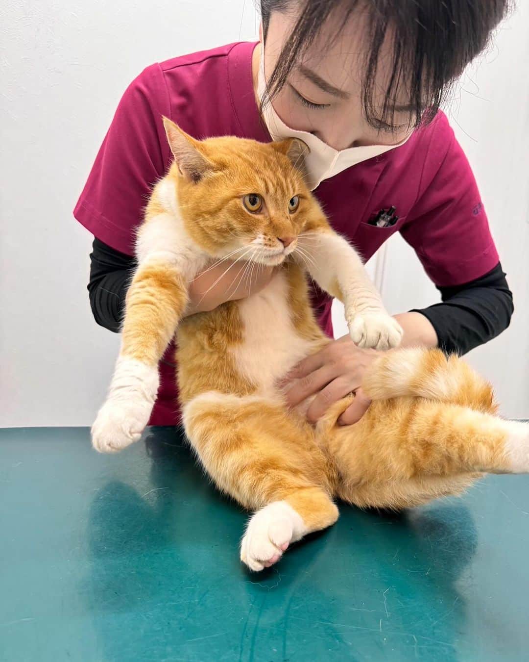 Isseki Nagaeのインスタグラム：「捕獲成功！やや大柄な女の子でした。抱いて確保して病院でもなされるがまま！ これから検査してワクチンや虫下しして避妊手術して1週間預かって貰い、里親を探します！申し出お持ちしてマフ！  #保護猫 #里親探し」