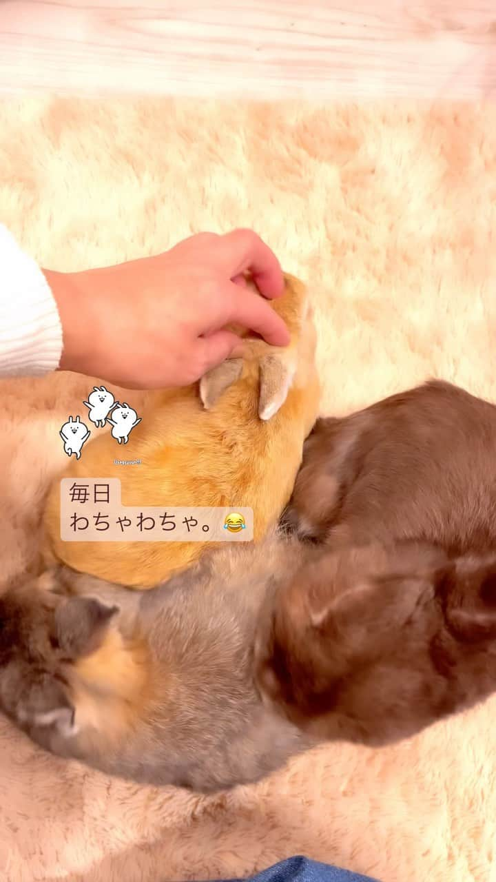 yun.ゆんのインスタグラム：「march.lemon🐻🍋＋sugar.🫧 とにかく誰かのそばをキープしたいシュガちゃん。🫧 😂 . これからも 毎日わちゃわちゃ 元気な姿を見せてね。✨ . . ♪ ♪ ♪ #うさぎ三兄弟 #わちゃわちゃ  #うさぎ三兄弟  #うさぎ#ウサギ#ネザーランドドワーフ#ZIP写真部#ふわもこ部#多頭飼い#レモン#マーチ#シュガーくん #rabbits#rabbitsofinstagram #rabbitstagram #petstagram #instapet#cutepetclub #instarabbit  #bunnylove #lapin #pecotv #WeeklyFluff #netherlanddwarf」