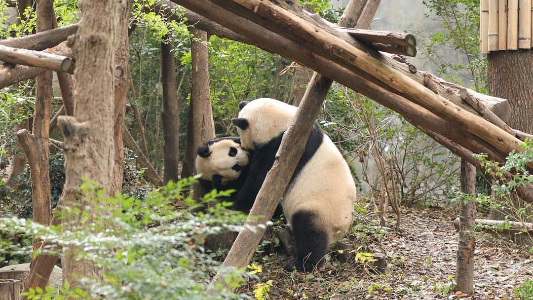 iPandaのインスタグラム：「This looks exactly like my mom approaching me and yelling my full name. You know what would happen next... (Ke Da & Ke Nian) 🐼 🐼 🐼 #Panda #iPanda #Cute #HiPanda #ChengduPandaBase  For more panda information, please check out: https://en.ipanda.com」