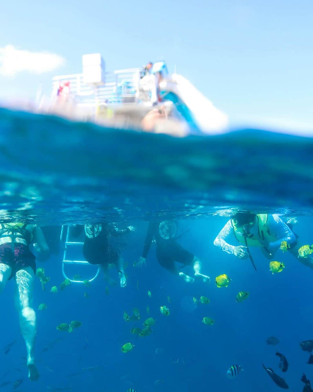 And Youさんのインスタグラム写真 - (And YouInstagram)「Dive into endless fun with our Dolphin and You tour – a perfect blend of adventure and relaxation! 🐬🌊 Gather family and friends for an unforgettable day of dolphin watching, kayaking, paddle boarding, a thrilling 20ft water slide, snorkeling, and more. Your aquatic adventure awaits! • • • #dolphinsandyou #oahuhawaii #snorkeling #hawaiitrip #dolphinwatching #hawaiiadventures」11月23日 10時51分 - dolphinsandyou