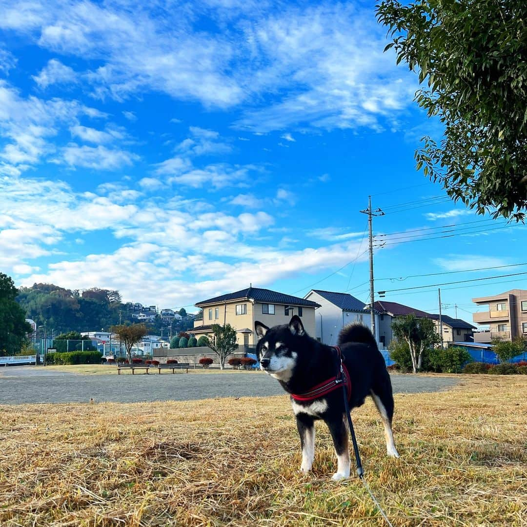 小川博永のインスタグラム：「いつの間に雨が降ったんだろう。  #ししまる爺さん  #今朝まる #ししまる #dog #dogs #柴犬 #黒柴」