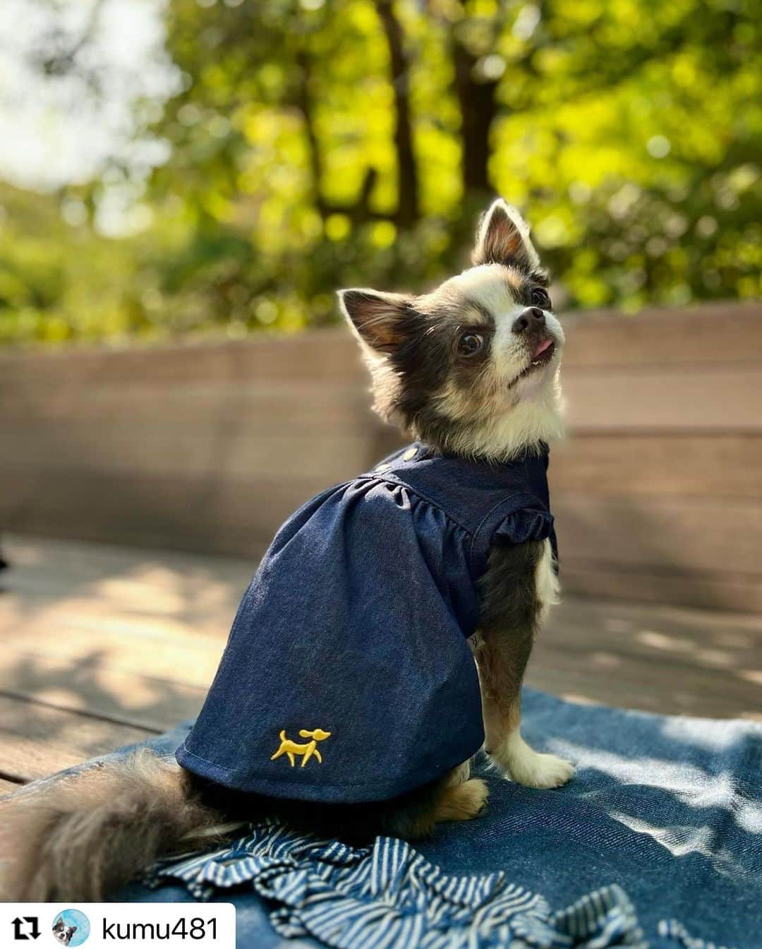 Caluluのインスタグラム：「ROPE PICNICのデニムワンピを着てくださいました💗  とてもお似合いで可愛いです👗  デニムデザインのワンピースがカジュアルすぎず、甘すぎず普段のお出かけに着やすいワンピースですよね🥰  これからもぜひ沢山着てくださいね🎈  #Repost @kumu481 with @use.repost ・・・ 𓂃𖤥𖥧𖥣⋆*🌱 ͛.*  Nov.2.2023  レオくんと六本木ヒルズに お出かけして来たよ。  前から気になっていた @joker_roppongi  さま♡   沢山あるお洋服の中から @calulu_dogwear  @ropepicnic_dog  さまの、控えめなフリルが気に入った デニム地のワンピースを 購入したよ。  バッチリ、フィッティングもして 濃い色の方をチョイス🩵  ブロッコリー🥦のクッキーも 美味しそう◟́◞̀ ♡  レオくん大人しくってお利口さんだね …と、店長さまが高野豆腐のおやつを 下さいました。 ありがとうございました。 すごく美味しそうに食べてました。  レオくんが入って行った @diamondbaby_pets  さんの キャリーバッグも、同じのが置いていたね。 可愛い😍  マンションに帰って 早速、中庭で撮影会 期待に応えてたくさん  #斜め45度視線🐶　くれました。 わかってるね〜🩵🩵🩵  #ちわわのれお　 #チワワのレオくん　 #チワワセ　 #ブルーホワイトタン  #犬のお洋服 #オシャレ犬服 #おしゃれ犬服 #わんこふく #きょうのわんこ #癒しわんこ #わんこ部 #いぬすたぐらむ #カルル #カルルわんこの会 #お出かけコーデ #お出かけわんこ」