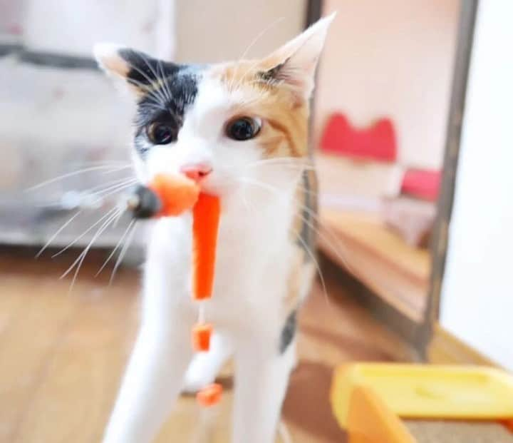 sippoのインスタグラム：「『sippoストーリー 』からの紹介です😺 三毛猫のりらちゃん（１歳）ニャンコが揃っているのか点呼で確認！🙋先住権の旅立ちで猫の絆を感じた😌  飼い主さん：harpstar_vega  sippoのサイト（sippo.asahi.com）で、飼い主さんに投稿してもらった、犬や猫のとっておきストーリーをご紹介しています。 @sippo_official プロフィールのサイトリンクから、『sippoストーリー 』をご覧下さい👀✨ ㅤ あなたとペットのストーリーを募集しています！ #sippoストーリー をつけて、犬や猫の写真を投稿してくださいね🌸採用された方には、編集部からDMでご連絡差し上げます🐾 ㅤ #sippoストーリー #猫 #ネコ #ニャン #雑種猫 #三毛猫」