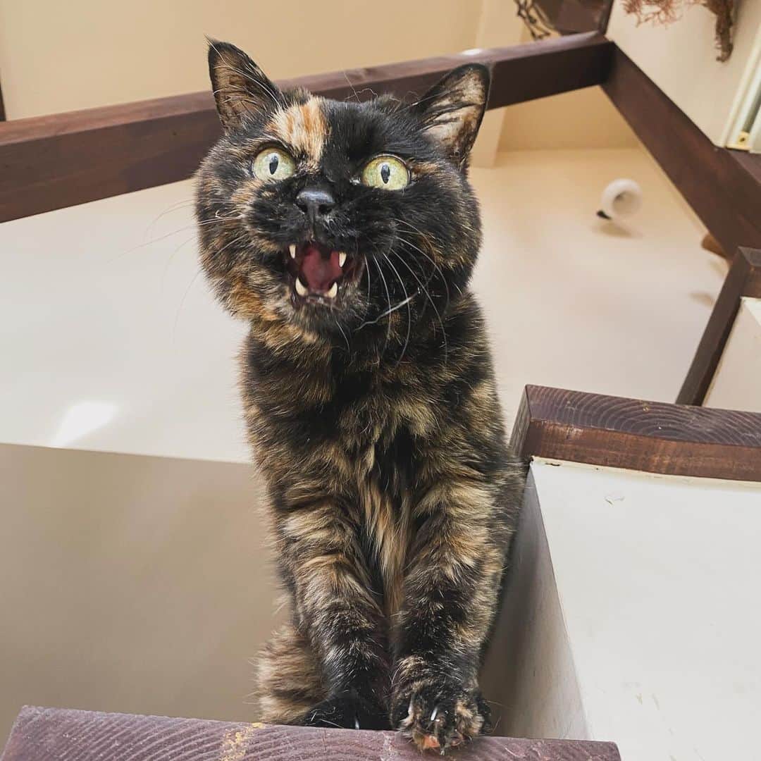 ひぐちにちほのインスタグラム：「べっぴんがゴキゲンさんです。  #cat #ひぐち猫 #ひぐちべっぴん」