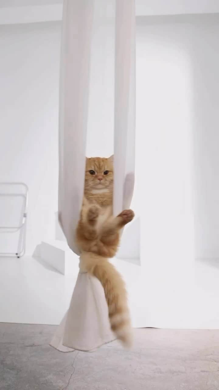 Aww Clubのインスタグラム：「Aerial meowga  @a.jin20210807  #meowed #cutecat #cat #yoga #meowga #aerialyoga」