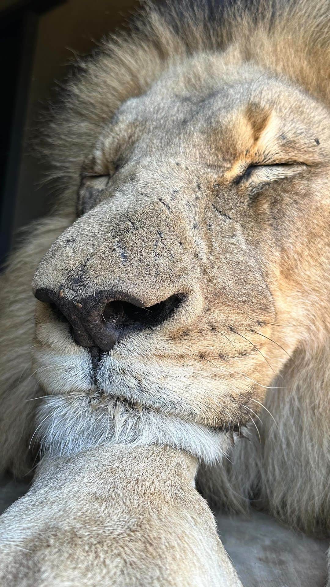 Kevin Richardson LionWhisperer のインスタグラム：「In the heart of the savannah’s golden gleam, A lion sits with a majestic dream. His mane, a crown of sunset’s fire, In the silence, he builds his kingly choir.  With each breath, the earth quakes in awe, As he opens his mouth, the wild to draw. A symphony of strength, a roar so grand, Echoes through the vast, untamed land.  #roar #lionsroar #roaring #bobcatthelion」