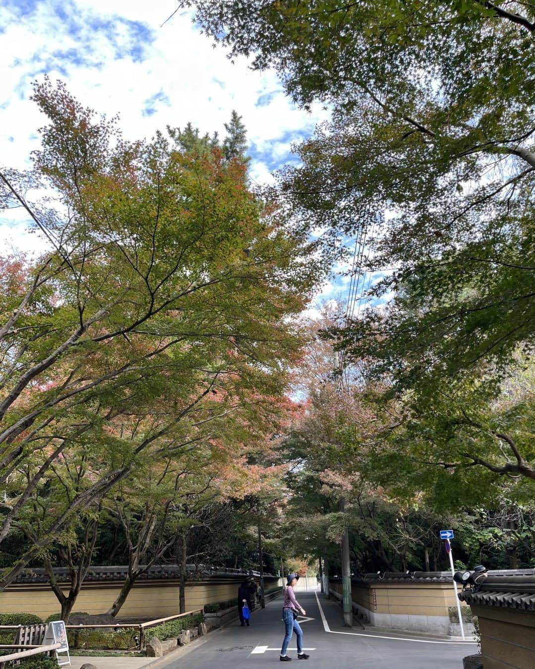 森田繁さんのインスタグラム写真 - (森田繁Instagram)「時期が遅く、色も悪い。 来年も あると思うな この紅葉」11月23日 11時57分 - siglic