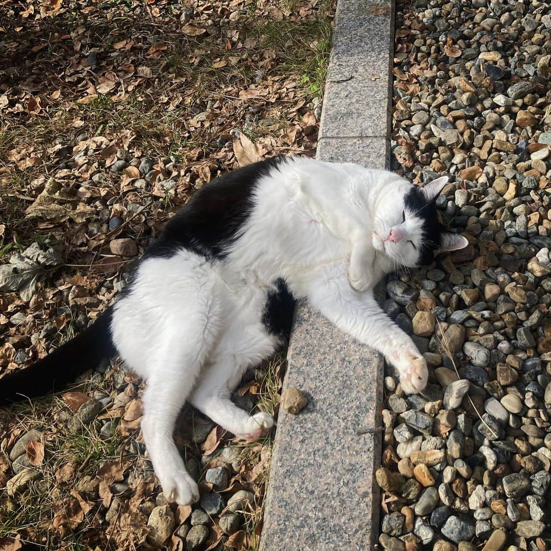 Akira Yamaguchiのインスタグラム：「猫らしい写真。そうです、パンチョは猫なんです。ニャーん。  #パンチョとガバチョ」