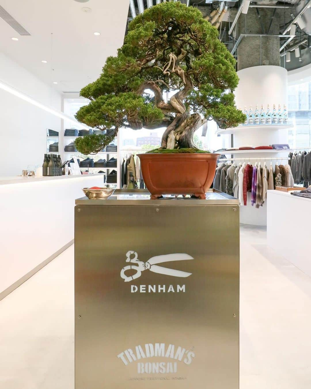 denham_japanのインスタグラム：「DENHAM 麻布台ヒルズ 2023年11月24日(金) グランドオープン  店内装飾にはTRADMAN’S BONSAI @tradmans_matsubaya.inc による『盆栽』を展示いたしております。  <今週の盆栽> 11/24(金) 〜 11/27(月) 真柏 松盆栽と人気が二分される盆栽の代表的な樹種。 白骨のような舎利(シャリ)、神(ジン)が特徴。 幹が白く白骨化している部分を舎利、枝が白く白骨化している部分を神と呼びます。 生(水吸い)と死(舎利、神)のコントラスト(共存)が見所。  #denham #denhamjapan #tradmans #bonsai #azabudaihills #デンハム #デンハムジャパン #トラッドマンズ盆栽 #盆栽 #デンハム麻布台ヒルズ #麻布台ヒルズ」