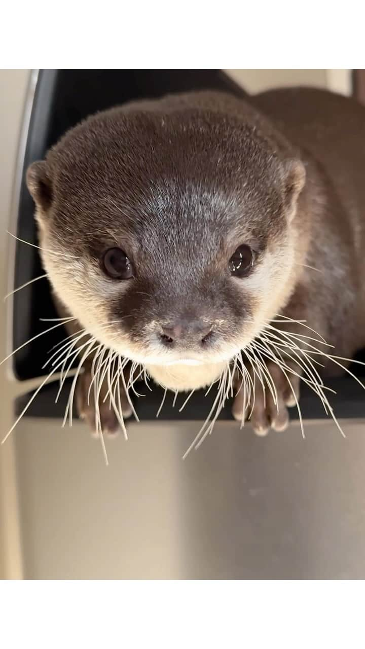 カワウソ コタロー&ハナのインスタグラム：「What are you doing?! 見つかっちったー顔 . . . #otter #otters #cute #pet #animal ‪#カワウソ #コツメカワウソ #動物 #ペット #カワウソコタロー #カワウソハナ #コタロー #かわいい #かわうそ #もふもふ #수달 #귀여워 #水獺 #loutre #lontra #lutra #выдра #nutria#otterlove #kotarotheotter #otterkotaro」