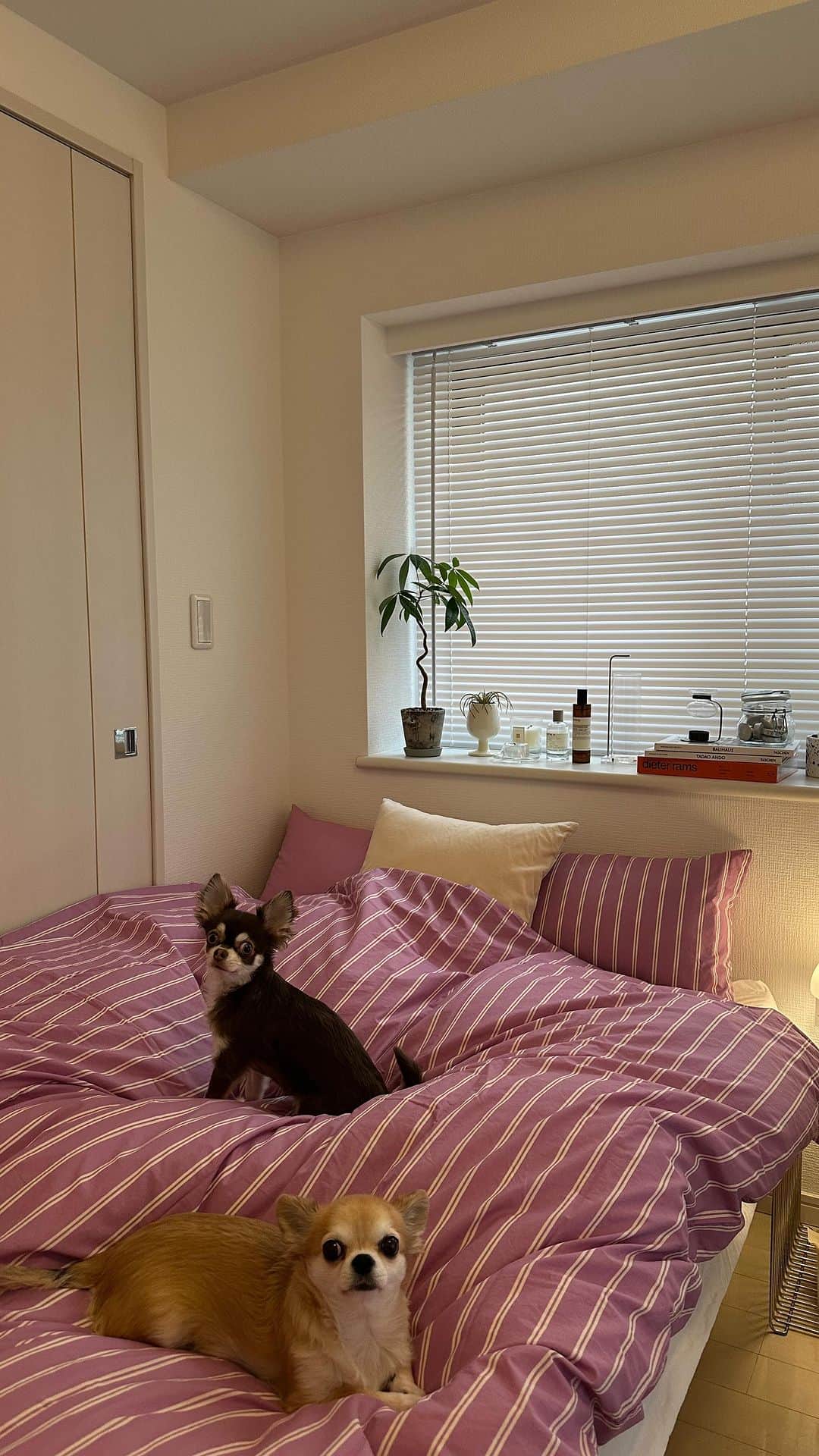 𝙺𝚢𝚘𝚔𝚘のインスタグラム：「TEKLAのカバーを新調、ピンクにしてみた💗 ピンクでも可愛いくなりすぎない、くすんだピンクだからよい。 次はブルーも欲しい。ストライプシリーズ全部ほしい…🤤  #bedroom#bedroomdecor #bed#interior #interiordecor #インテリア#インテリアコーディネーター#インテリアコーディネート#ベット#ベットルーム#ベットカバー#シーツ#チワワ」