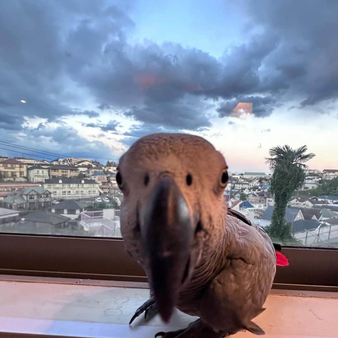 カイヤのインスタグラム：「Stone chillin  #caiya #カイヤ #stone #parrot #アウム #chiilin #love #myfamily #single #happiness #mylove #pet #lovelife #grateful #genius #lefeisbeautiful #loverachother #❤️」