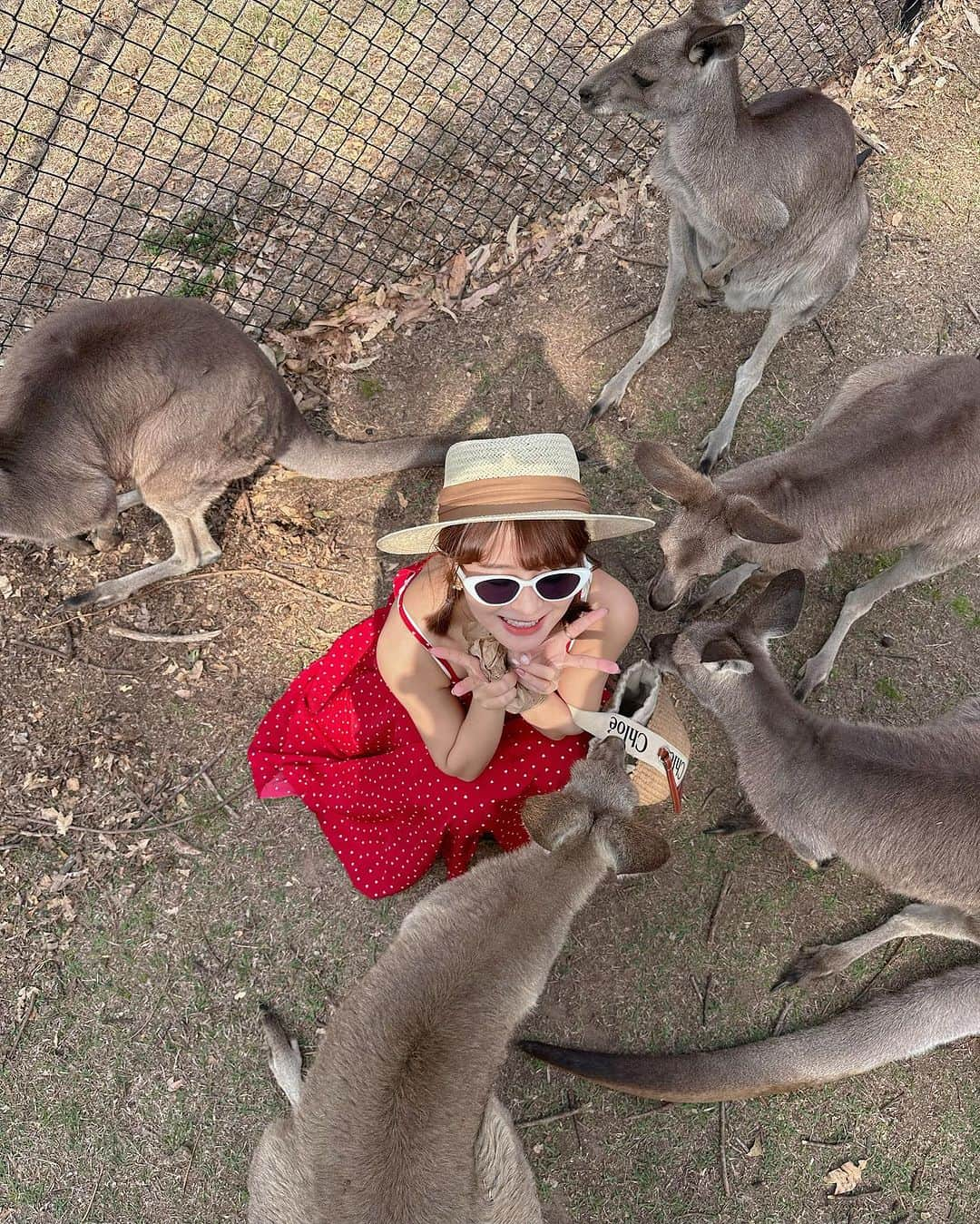 郭圈圈さんのインスタグラム写真 - (郭圈圈Instagram)「第二張跟我抱抱的無尾熊怎麼有點脫窗🤣？ - 第一次去澳洲～必須來找袋鼠🦘&無尾熊🐨拜碼頭吧😍從布里斯本市區過去計程車只要20分鐘，公車大約40-50分～ 無尾熊抱抱需現場另外預約唷！ 真的有夠可愛🥰 還有一整群的袋鼠🦘 可惜都沒有看到袋子裡有小寶寶袋鼠的 只要有買飼料就可能可以出現圖1荒謬的畫面🤣 被袋鼠們包圍🤎🤎  - 都沒有跟阿恩合照 因為出發前他惹到我哭了😂我還拍了一張照紀念（最後一張⋯嘴都歪了） - 🐨🦘話說動物園不大，但我們還是走走晃晃拍拍待了3個小時（我朋友原本是說待個2小時差不多）給大家參考～ . . . . #龍柏動物園 #lonepinekoalasanctuary #brisbane #brisbanelife #布里斯本 #布里斯本景點 #布里斯本美食 #布里斯本旅遊 #brisbanecity #圈圈去澳洲 #澳洲 #澳洲生活 #澳洲旅遊」11月23日 13時02分 - helloiamlea