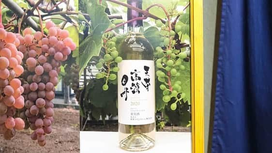 けんさむさんのインスタグラム写真 - (けんさむInstagram)「けんさむ🐶です🥂 熊本天草で作られる幻の#高浜ワイン をご存知？🍇 毎年即完する希少なワインです🍇🍷✨ 📍#天草  いいね👍フォロー👯‍♂️Thankyou😇✨ 皆さんの熊本のお気に入りを教えてください🌿 DM💭待ってます🐶🎶 . #PR #けんさむの熊本紹介 #熊本 #熊本グルメ #くまモン #けんさむ #熊本観光 #kumamoto #熊本ランチ #幻 #高浜 #天草高濱甲州ワイン #幻のワイン」11月23日 13時20分 - kensome_kumamoto