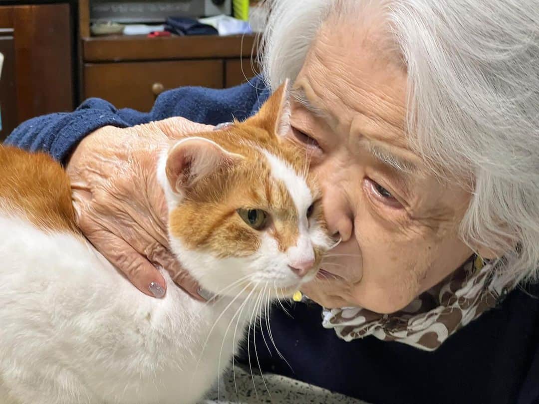 Kachimo Yoshimatsuさんのインスタグラム写真 - (Kachimo YoshimatsuInstagram)「ヒトの食べ物にまーたく興味ないおいなりちゃん。  #うちの猫ら #猫 #ねこ #ニャンスタグラム #oinari #バーバ #バーバと猫 #にゃんすたぐらむ #ねこのきもち #cat #ネコ #catstagram #ネコ部 http://kachimo.exblog.jp」11月23日 18時50分 - kachimo