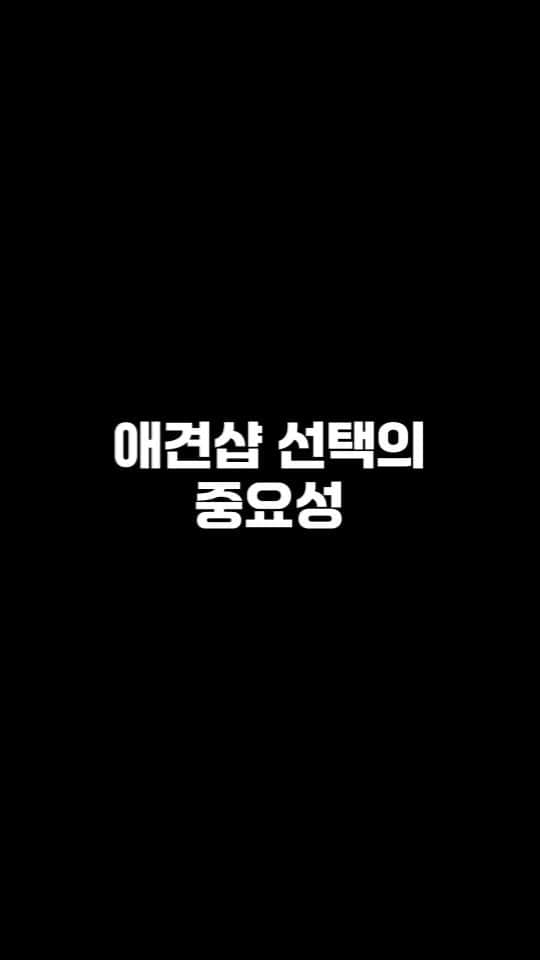 のインスタグラム：「애견샵 선택의 중요성 . . 저희는 다양한 강아지를 소유하고있으며, 강아지의 외모와 건강에 최선을 다하고 있습니다. We OWN Each and Every Puppy In Hand We Only Offer the Best in Appearance and Health  . . 베이비몽은 11년동안 운영한 믿을 만한 펫샵으로 많은 한류스타, k팝스타, 셀럽들이 선택한 곳입니다 미니 사이즈,명품견 전문으로  해외,국내에서 이미 유명하며  단 한건의 사고 없이 지금까지 운영해 왔습니다  당신이 원하는 강아지가 있다면 언제든지 연락주세요!!  BabyMong is a reliable pet shop that has been operating in Korea for 11 years. Many K-pop stars, Korean wave stars, and celebrities chose BabyMong. We are specialize in selling mini-cup-sized puppies. We sent many puppies abroad for a long time. And the puppies have been transported safely without a single accident.  Feel free to contact me if you are interested. . . ????서울 영등포 본점: 010 8325 0086 영업등록번호: 110111-7609071 주소: 서울시 영등포구 영중로23 대표번호: 1688-4386 ??  text Instagram☎+82-10-2214-0186 Whatsapp +82-10-2214-0186 Wechat babymongoverseas Email : babymongkorea@gmail.com Dm : ?? Please direct message call me BABYMONG Main Kakao talk ID : babymongkorea . . #강아지입양#강아지분양 #애견#애견분양#서울애견#베이비몽 #puppyforsale#koreanpuppy#overseas#delivery」