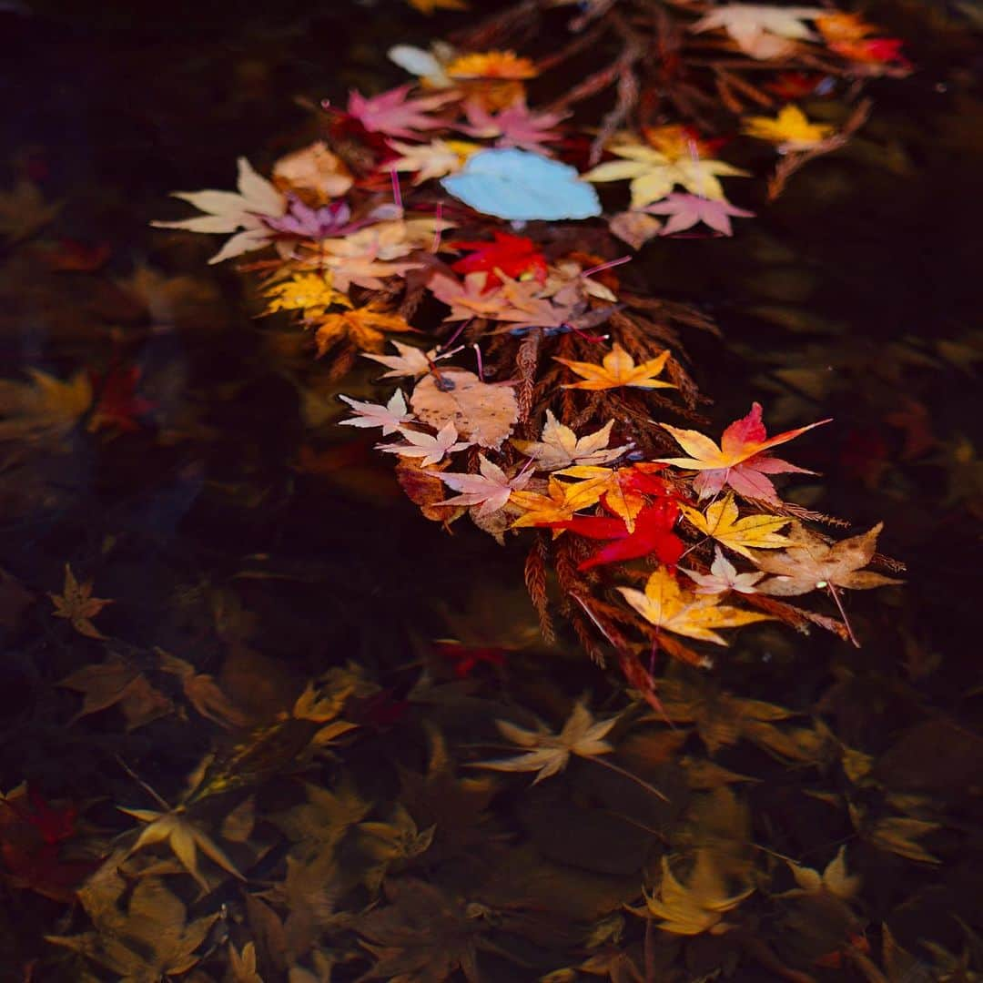 YUKI FUJIWARAさんのインスタグラム写真 - (YUKI FUJIWARAInstagram)「今日の和菓子：紅葉筏  深まる秋 舞い落ちた紅葉が 水面にたゆたう  もみじいかだ【紅葉筏】 落ちた紅葉の葉っぱが、水面に落ちて筏(いかだ)のように浮かぶ様をあらわす言葉  Today's Wagashi: Maple Leaf Raft  Deepening autumn Fallen maple leaves Drift upon the water's surface  Momiji Ikada 【紅葉筏】 Leaves descending gently, floating Like rafts upon the tranquil waters.」11月23日 18時52分 - wagashi_art