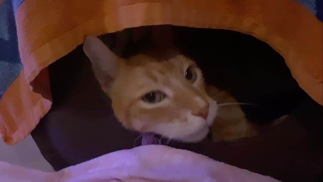 City the Kittyのインスタグラム：「Night night. ✨ 💤」