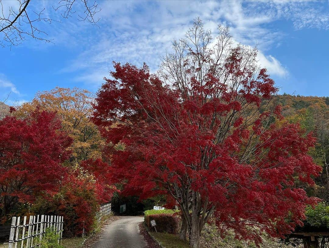 丹波焼の郷（公式）さんのインスタグラム写真 - (丹波焼の郷（公式）Instagram)「. 本日の陶の郷、園内の紅葉です🍁  お客様からお問合せを多くいただいております。見頃は終わりつつありますが、まだまだ綺麗ですね😊  #陶の郷 #紅葉 #丹波篠山市 #陶器 #器好きな人と繋がりたい  #器 #陶芸教室 #関西ドライブ」11月23日 13時37分 - tanbayaki_official