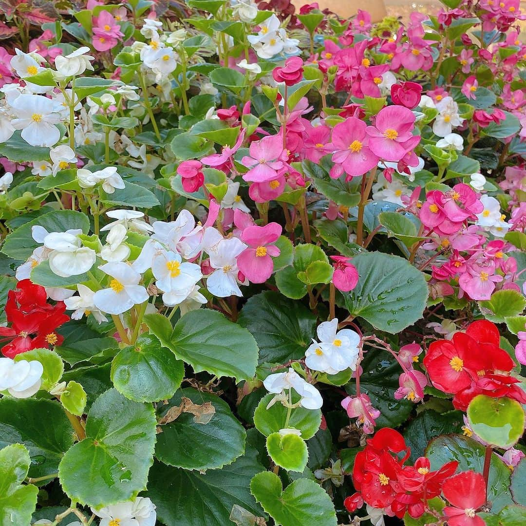 三浦泉のインスタグラム：「中華街から少し歩いて 横浜公園へ👟  　お花がきれいで癒される🌷🌷  🕊スズメが近くに飛んできてくれて ほっと和みました✨✨  　今日はリフレッシュday🕊🍀  *♪¸¸.•*¨･:*ೄ·*♪¸¸.•*¨･:*ೄ*♪¸¸.•*¨･:*ೄ··*♪¸¸.•*¨･  #横浜公園 #休日 #癒しの時間 #お花 #お花好き」