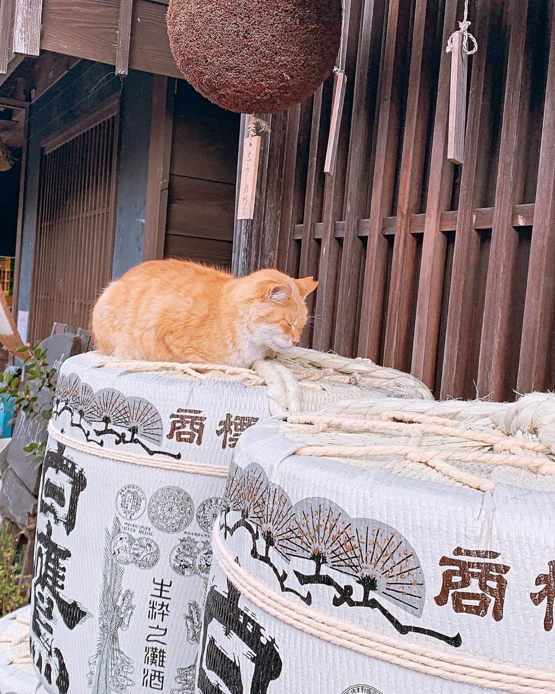 白葉まりさんのインスタグラム写真 - (白葉まりInstagram)「お伊勢旅行😊⛩♨️ 漫喫したー！伊勢神宮の神聖な雰囲気にただただ圧倒された🌳 . . . #ファンティア #温泉 お伊勢パワー纏う✨温泉入浴ショットはファンティアファンサイトにてアップしました🫣💕見たら運気あがるかもー😏  私のインスタプロフィール固定リンクから飛んで見られます❤︎ . . . . . #温泉旅行 #貸切露天風呂 #温泉女子 #温泉モデル #貸切風呂 #入浴 #ビジョビ #伊勢 #伊勢神宮 #伊勢グルメ #おかげ横丁 #松阪牛 #猫 #グラビア #インスタグラビア #onsen #hotsprings #japan #japanesegirl #japanesefood #trip #goodmorning」11月23日 14時42分 - shirahamari