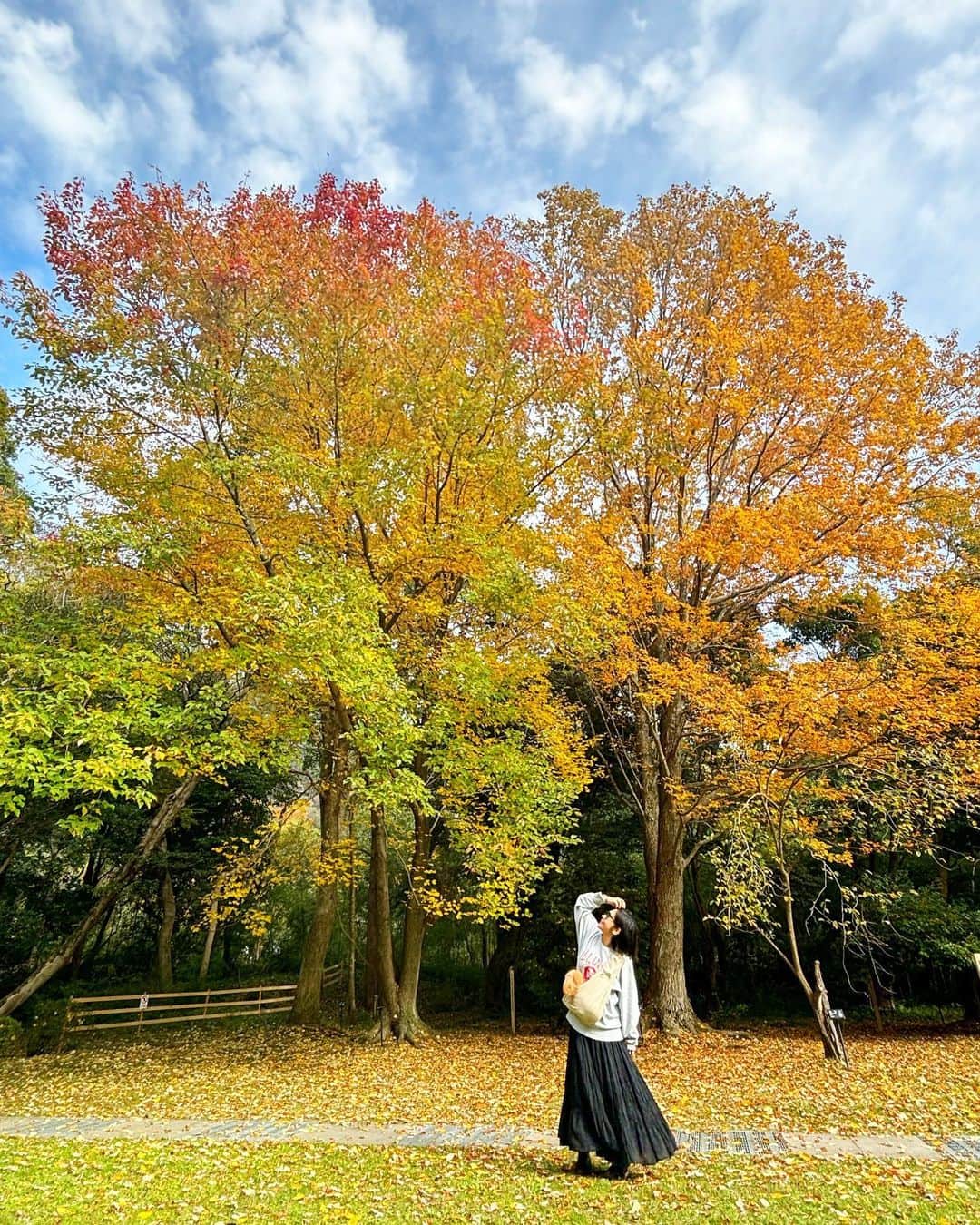 近藤夏子のインスタグラム：「いい季節だぁね🍂 #紅葉 #出雲大社 #神在月 #秋  降りそそぐ落ち葉が軽やかで綺麗で✨」