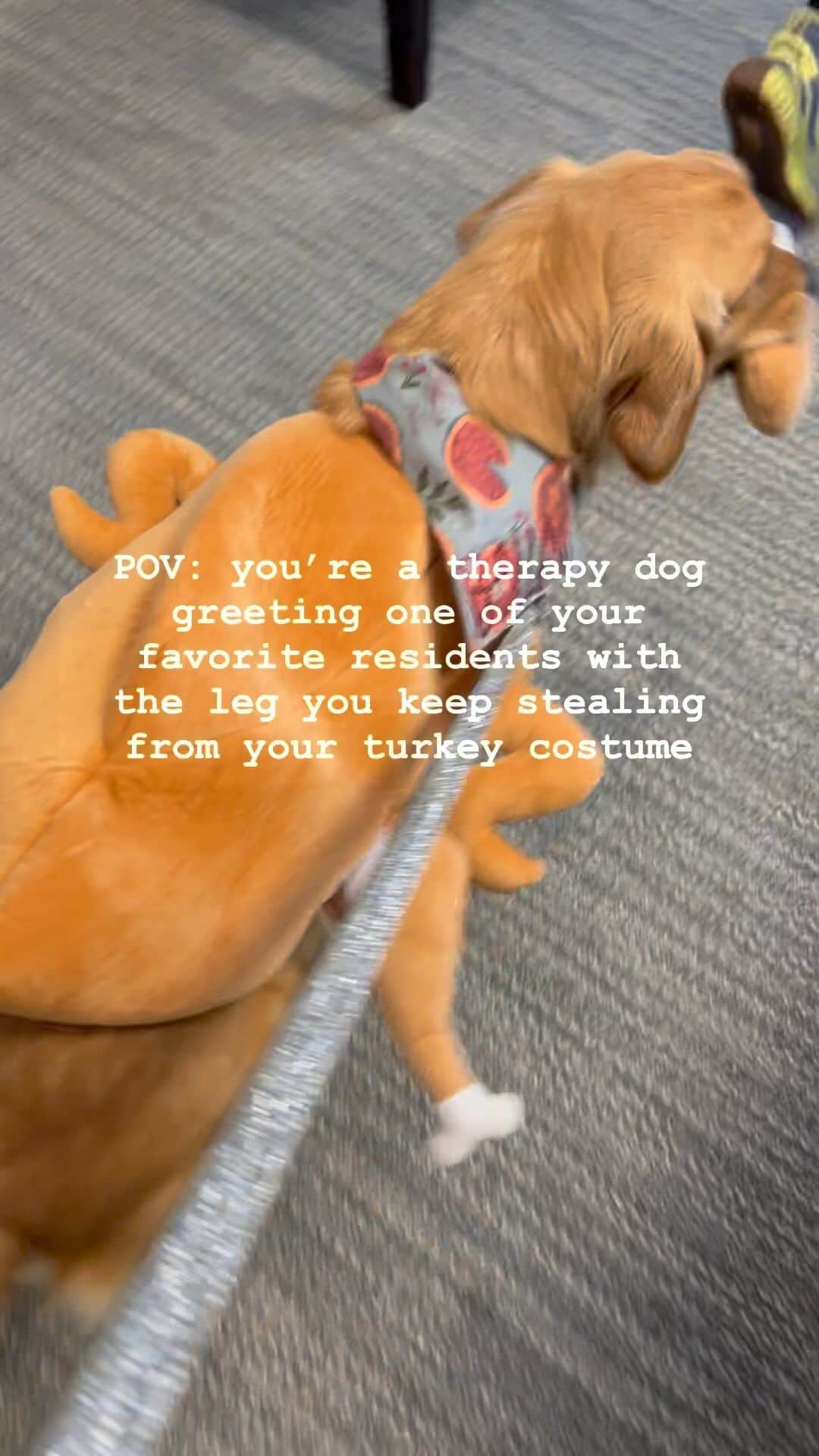 モヒートのインスタグラム：「Was this turkey costume absolutely adorable on Bellini? 100%. Did she also keep ripping the leg off to carry it around? Also yes 🤦‍♀️ @allianceoftherapydogs #thanksgiving #happythanksgivng #turkey #thankful #therapydog #goldenretriever #goldensofinstagram #dog」