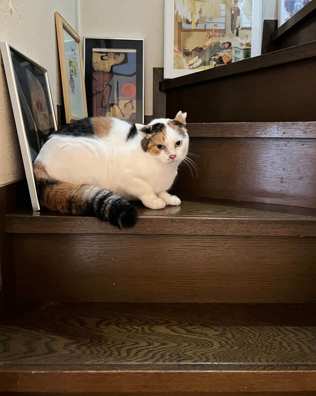 Kachimo Yoshimatsuさんのインスタグラム写真 - (Kachimo YoshimatsuInstagram)「1階のベッドの下で寝てて、出かけるので2階に行ってもらおうと、そばによったら、飛び出して来て、2階の扉が閉まっていてパニクるミケ子さん。 しっぽが膨張してる｡  #うちの猫ら #猫 #mikeko #ねこ #ニャンスタグラム #にゃんすたぐらむ #ねこのきもち #cat #ネコ #catstagram #ネコ部 http://kachimo.exblog.jp」11月23日 15時10分 - kachimo