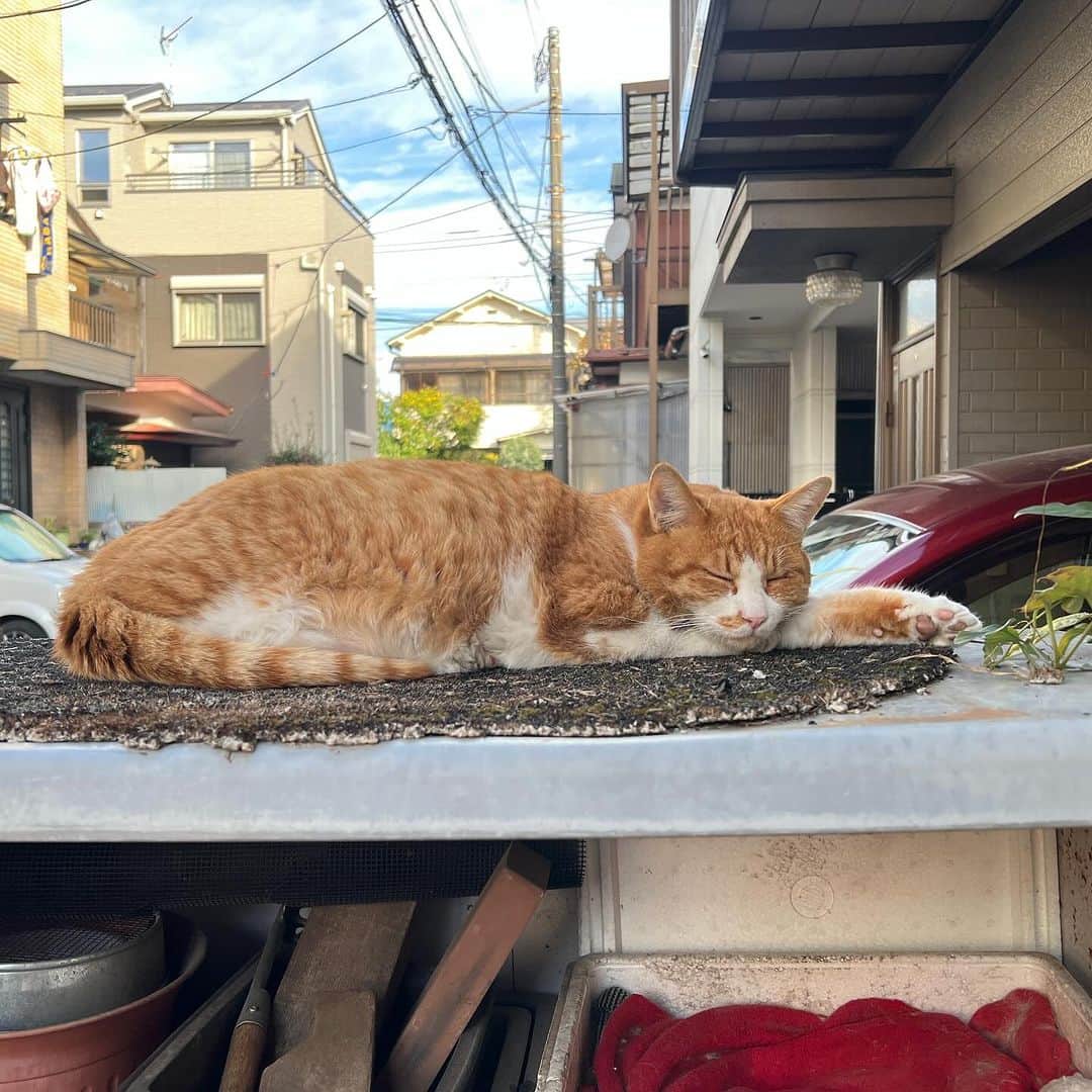 Kachimo Yoshimatsuさんのインスタグラム写真 - (Kachimo YoshimatsuInstagram)「おはようちゃめし！ Good Morning Chameshi! ガツガツ食べて、 グースカ寝る。  安心してる｡  #うちの猫ら #chameshi #猫 #ねこ #ニャンスタグラム #にゃんすたぐらむ #ねこのきもち #cat #ネコ #catstagram #ネコ部 http://kachimo.exblog.jp」11月23日 15時04分 - kachimo
