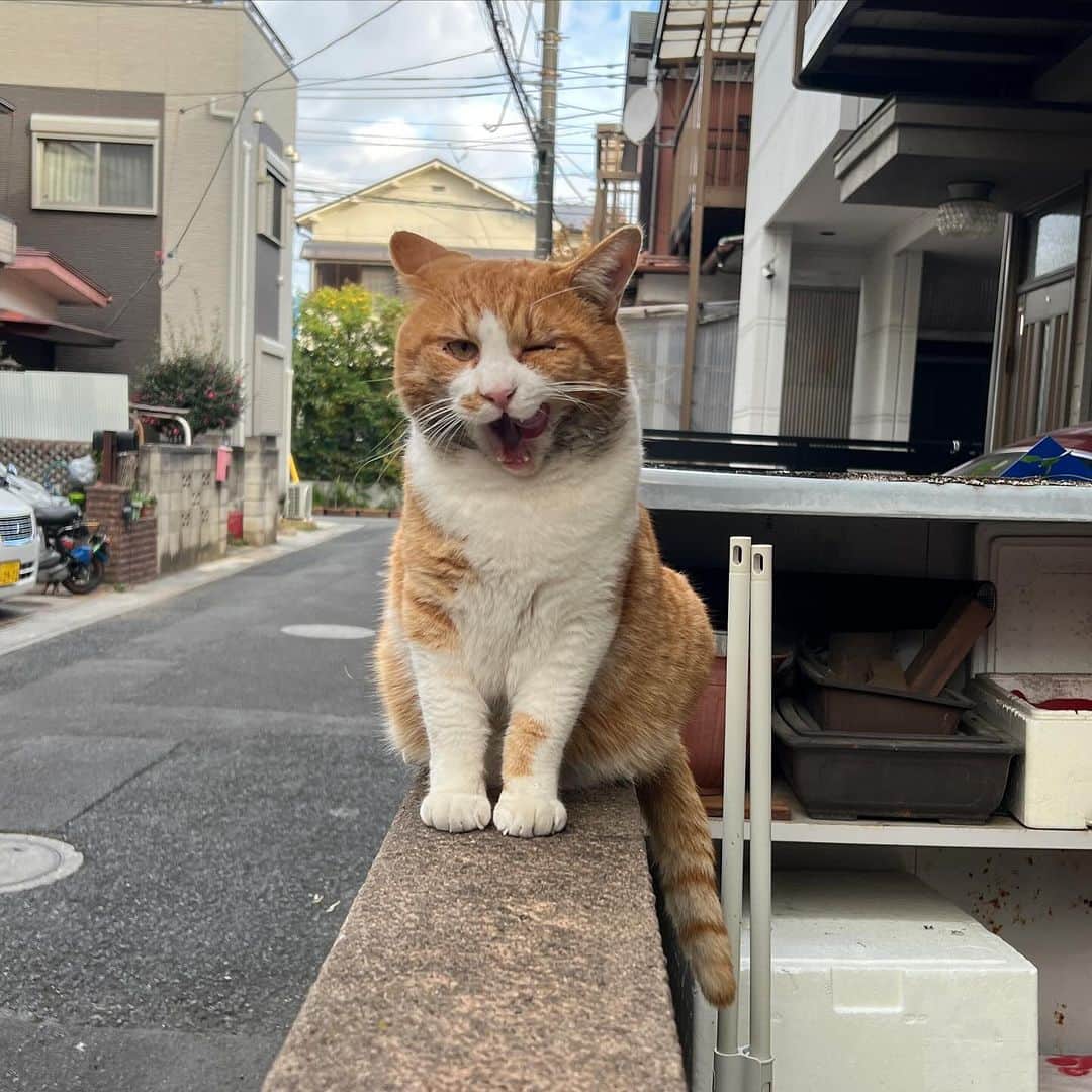 Kachimo Yoshimatsuのインスタグラム：「おはようちゃめし！ Good Morning Chameshi! ガツガツ食べて、 グースカ寝る。  安心してる｡  #うちの猫ら #chameshi #猫 #ねこ #ニャンスタグラム #にゃんすたぐらむ #ねこのきもち #cat #ネコ #catstagram #ネコ部 http://kachimo.exblog.jp」