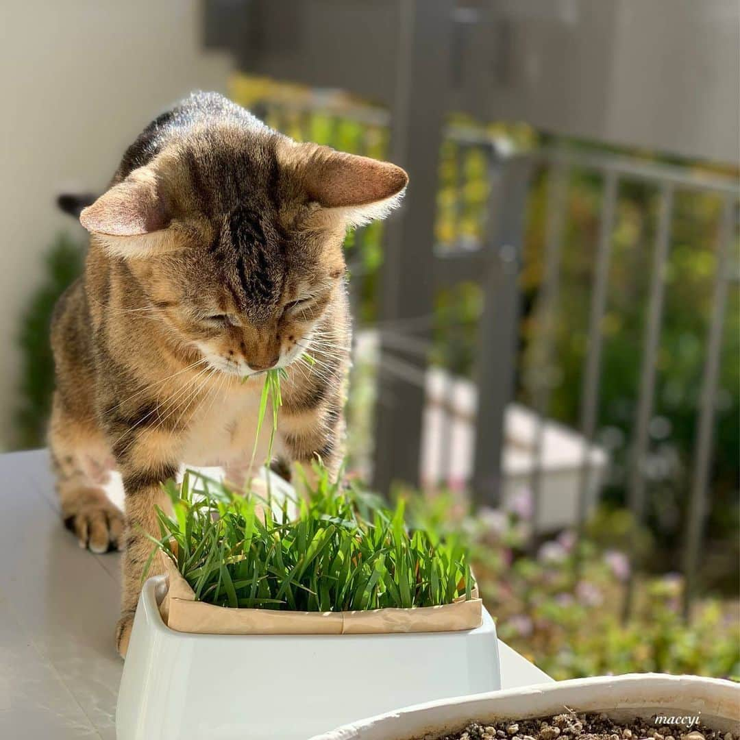 NEKOくらぶのインスタグラム：「|| || 久々のベランダでサラダバー🌱 紅葉より猫草にゃ😸 @maccyi_rin さんの作品ですにゃ（＝ΦωΦ＝） * いいね！＆コメント大歓迎！！ * #nekoclub #NEKOくらぶ #Japan #Photo #写真 #日本 #cat #ネコ #ねこ #猫  Follow: @nekoclub_jpn * ▼【廣済堂出版共同企画】NEKOくらぶの皆さまとつくる「NEKOくらぶ写真集」、発売中♪（＝ΦωΦ＝） ※詳細は本アカウント「 @nekoclub_jpn 」のプロフィールに固定しているハイライトから * ※当アカウントでシェアさせていただいた作品は、東京カメラ部YouTubeアカウントでも投稿者様のお名前入りでご紹介させていただく場合があります。これらの使用に関して原則通知は行いませんので、予めご了承ください。 ※各種法令、マナー、関係者の指示に従った撮影をお願いします。 *Please ensure that your photography adheres to all relevant laws, etiquette, and instructions issued by authorized persons. ※本アカウントは東京カメラ部がFacebook、Instagramのサービスを利用して運営しているもので、Meta社・Instagramとは一切関係ありません。」