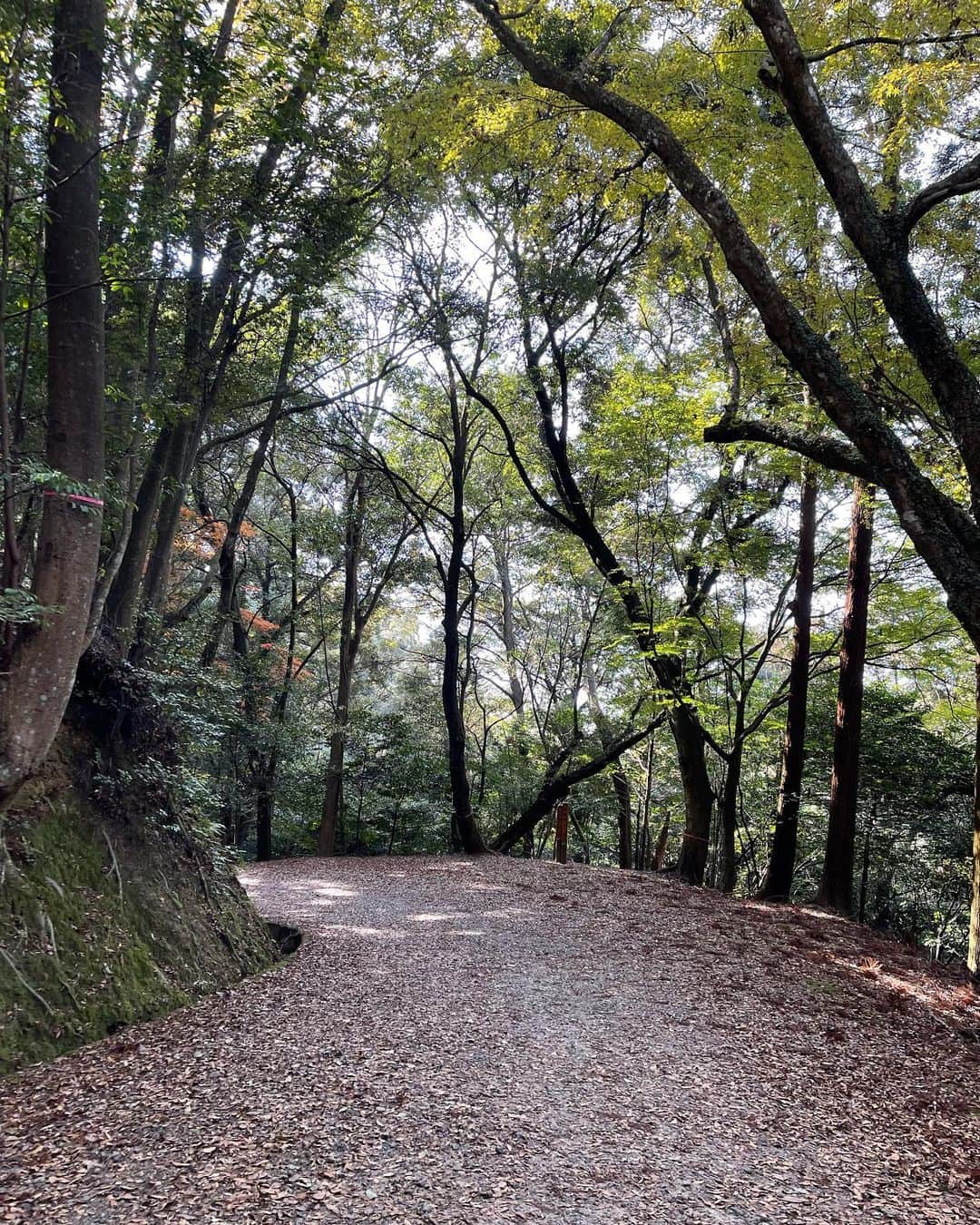 高嶋香帆さんのインスタグラム写真 - (高嶋香帆Instagram)「11月は山と温泉にご縁があり週一で地方に行けて嬉しい☺️  写真は奈良です。帰京します🦌」11月23日 16時20分 - kaho_takashima
