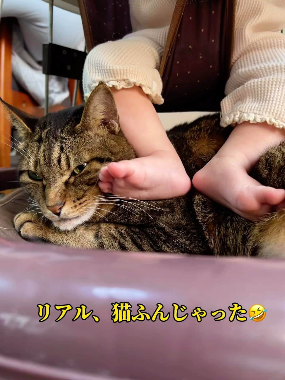 midoriのインスタグラム：「. . ちびっ子猫たちよりマシかなぁ🤣🤣. . . 子猫たちは、不意に噛んで来たりしてたけど、流石にお孫ちゃんには噛まれてないからね🤣🤣. . . お孫ちゃんがもう少し大きくなるまで辛抱してね🙏🙏. . .  . #赤ちゃんと猫  #ネコ#ねこのいる暮らし #保護猫と暮らす#ねこ#猫#ねこすたぐらむ #猫好きな人と繋がりたい #保護猫#キジトラ#きじとら#きじとら猫 #キジトラ猫 #ペコねこ部#癒しの時間 #猫動画#pecoねこ部 #pecotv #catstagram#cats_of_instagram#catsofinstagram#cat#bestmeow#meowed#9gag#NEKO#catsofinstagram」