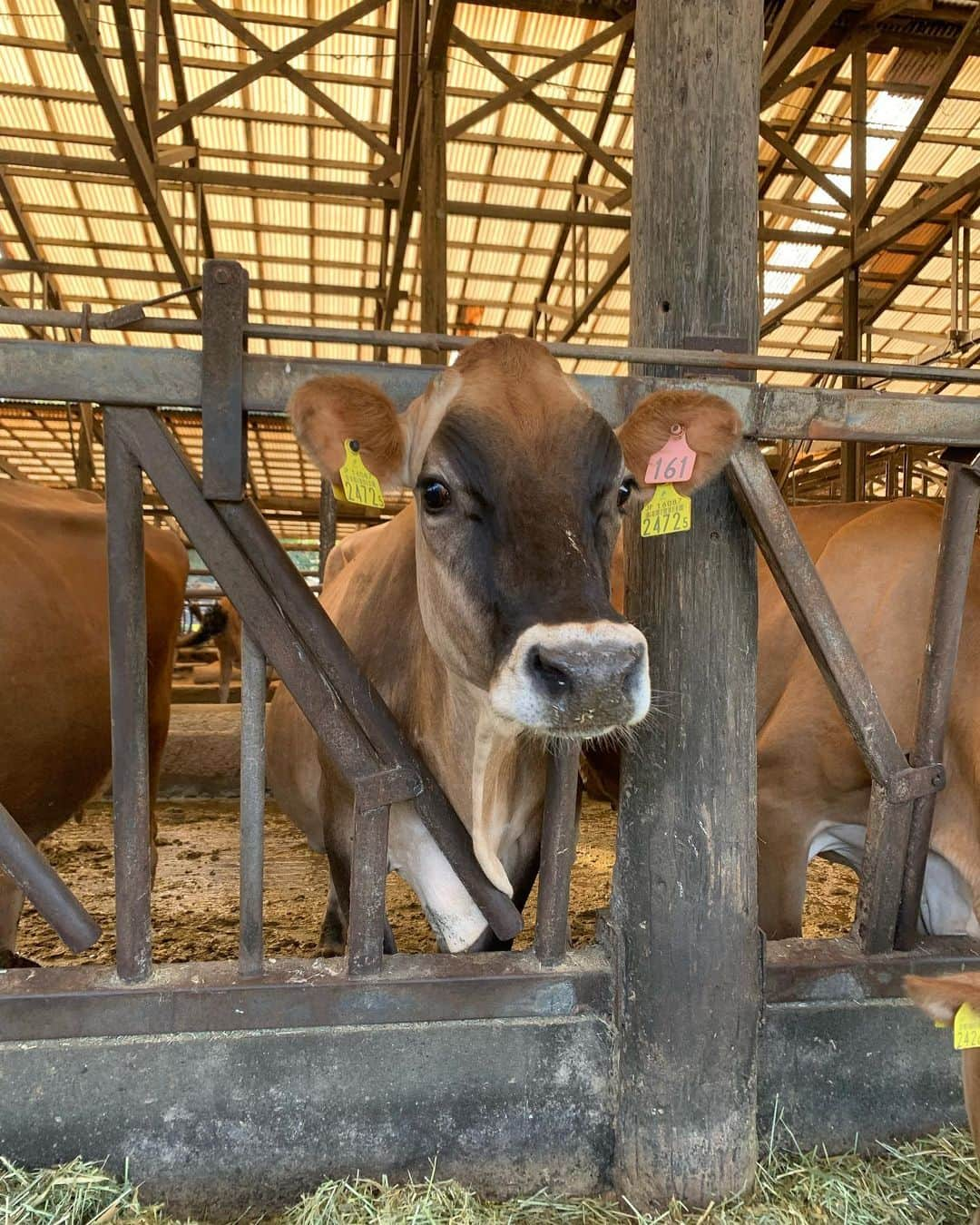 大野雄大のインスタグラム：「牛乳があまりにモー🐮美味しすぎて衝撃を受けたので 須藤牧場さんに 社会科見学に行ってきました😊  急に伺ったにも関わらず 優しくたくさんお話や、説明をしてくださってポカポカな気持ちになりました✨  牛さんは目が優しくて大きかったです！！😆  #須藤牧場 #美味すぎ牛乳 #僕の体のほとんどは牛乳でできているのかもしれない」