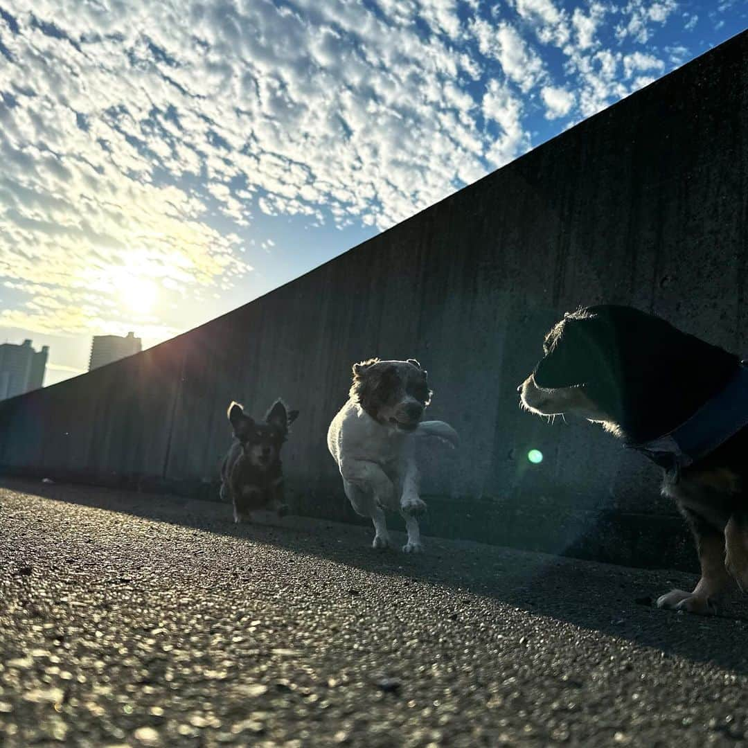 KUREIのインスタグラム：「今日で暖かい日は終わるみたい😌 いよいよ冬到来かな？🐕 みなさんも風邪ひかないように🙏 The last warm day in Japan, and they say Winter starts tomorrow🙆‍♂️ Stay warm and be healthy👍  #チワックス #chihuahuas #beautifulsky  #綺麗な空」