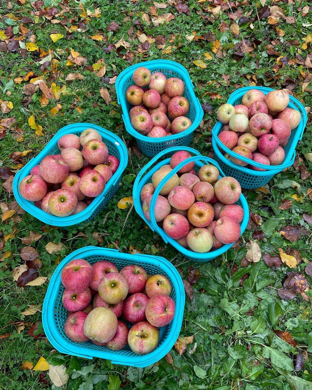 celia_azumaさんのインスタグラム写真 - (celia_azumaInstagram)「🍎  apple picking 🍎❤️  こーとのご家族とりんご狩りしました😆 とっても楽しい一日になりました🍎💕 ありがとうございました💕  #私が生産者です感 #applepicking #winter #ootd #dayoff #fyp #pyrenex #hunterboots #me」11月19日 21時31分 - ms__celia