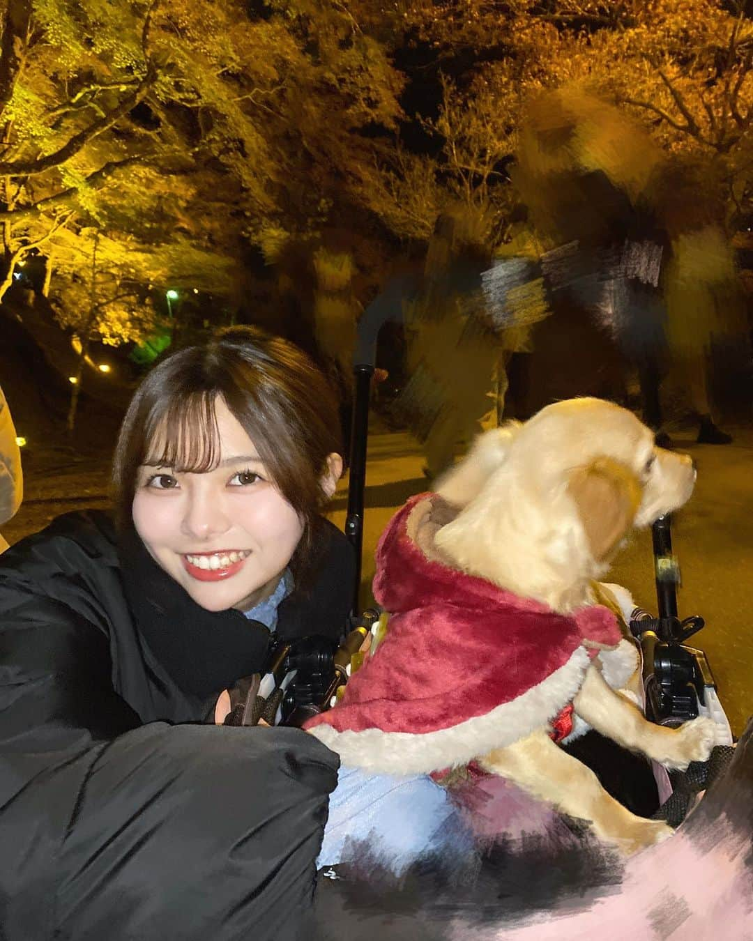 荒野姫楓のインスタグラム：「🐶🍁🤍   紅葉狩りについてきてくれたよ🐶   わんちゃんとお写真撮るのむずかしすぎました！    あとめっちゃうちの子です♡みたいな顔してるけど 全然ここなちゃんちのわんちゃんです。   他人でしたすみません🤷‍♀️     ここなちゃん写真撮ってくれてありがとう〜🥹      . . . #紅葉 #紅葉スポット #紅葉狩り #紅葉🍁 #もみじ #犬 #犬のいる暮らし #犬とお出かけ #お出かけ #いぬすたぐらむ #いぬのきもち #ダックス #チワックス #犬バカ部 #犬好き」